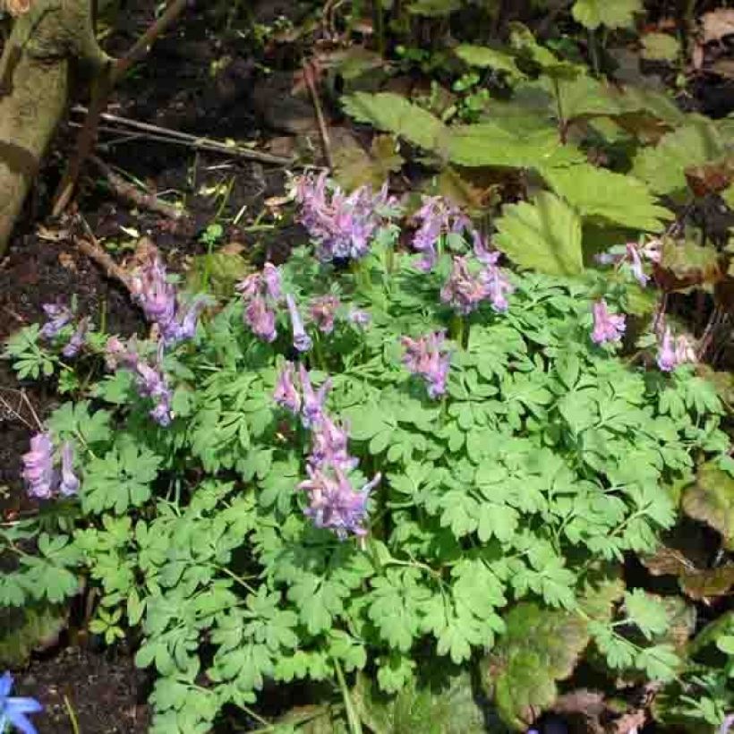 Corydalis solida - Violeta bulbosa (Porte)