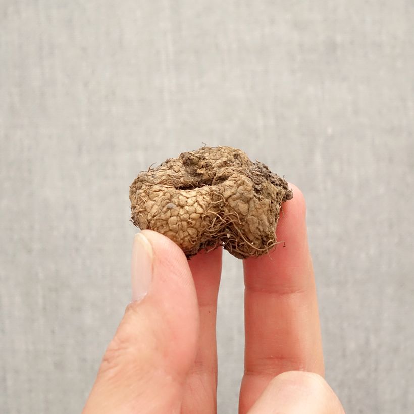 Corydalis solida GP Baker Bulbo calibre I Ejemplar entregado en la primavera