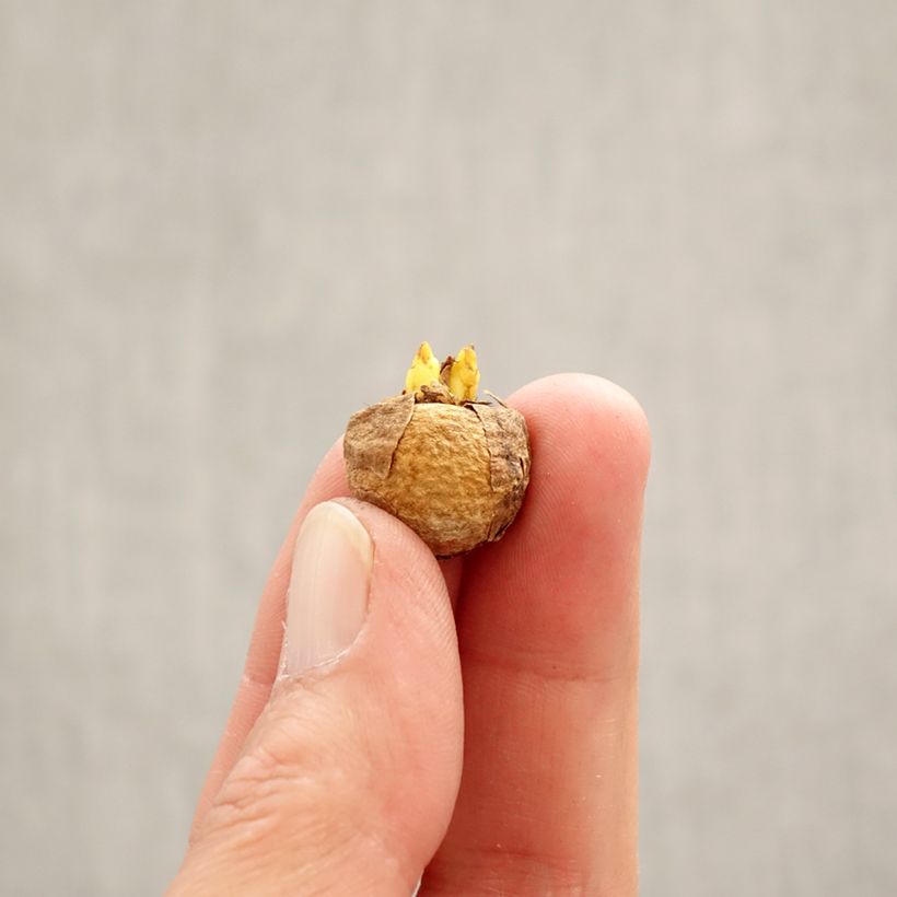 Corydalis solida White Swallow Bulbo calibre 5+ Ejemplar entregado en la primavera