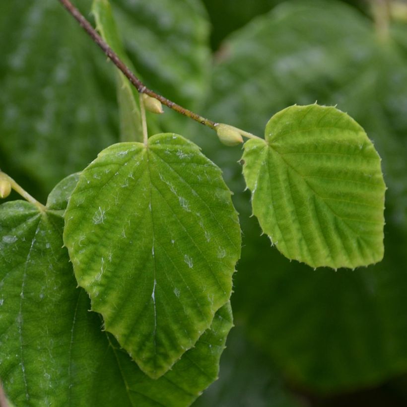 Corylopsis pauciflora - Avellano de Japón (Follaje)