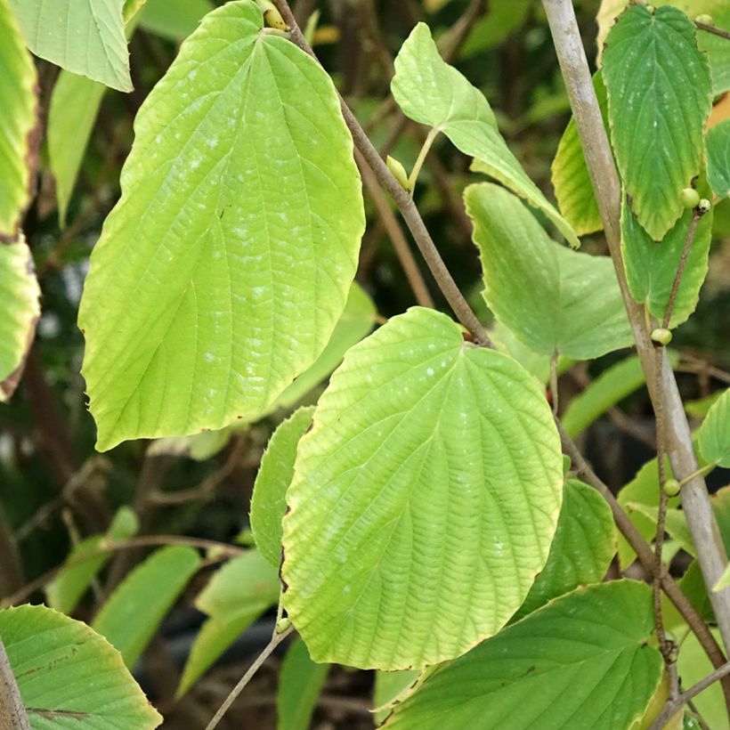 Corylopsis sinensis var. sinensis- Avellano Chino (Follaje)