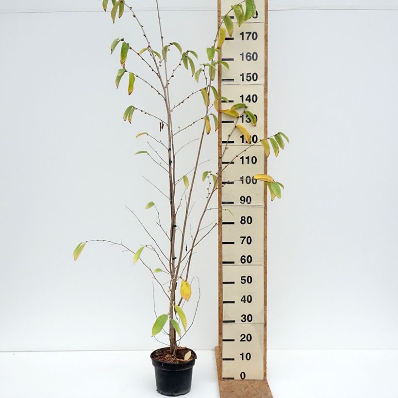 Ejemplar de Corylopsis sinensis var. sinensis- Avellano Chino Maceta 4L/5L entregado en otoño