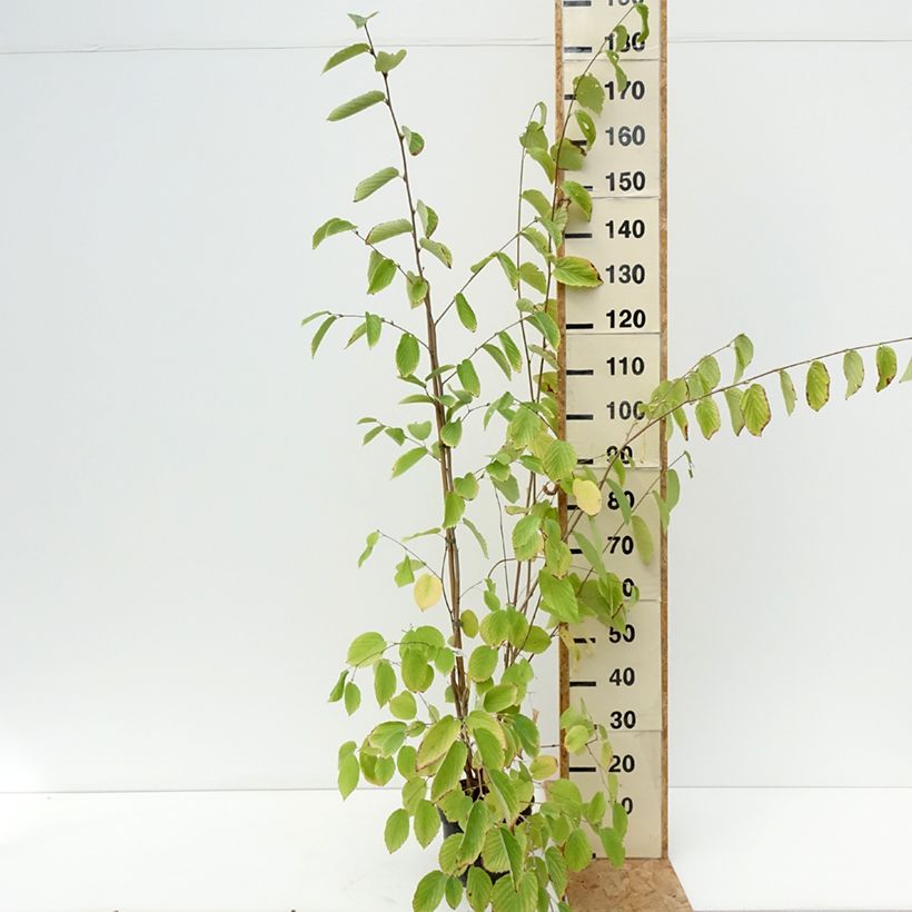 Ejemplar de Corylopsis sinensis var. sinensis- Avellano Chino Maceta 4L/5L entregado en verano