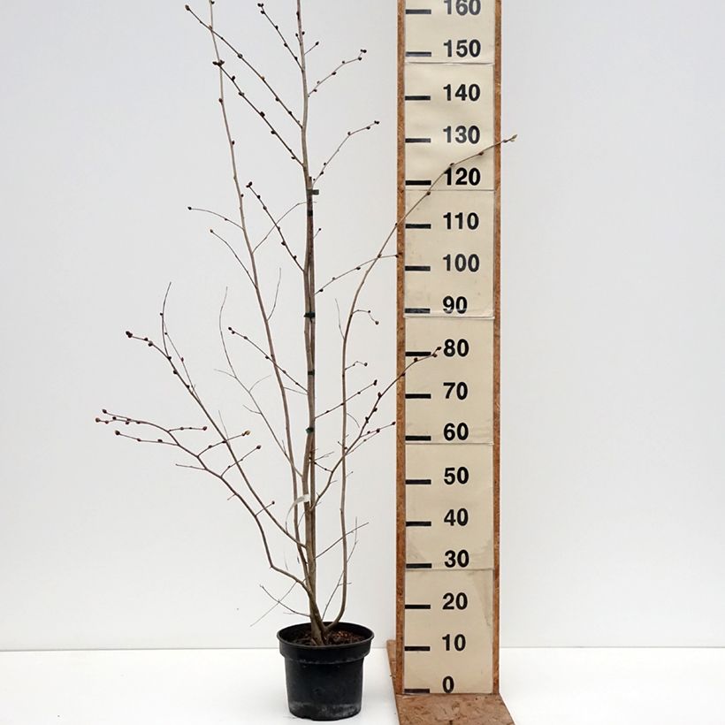 Corylopsis sinensis var. sinensis- Avellano Chino Maceta 4L/5L Ejemplar entregado en invierno