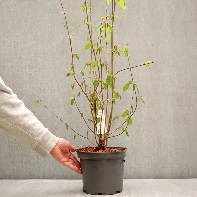 Corylopsis sinensis var. sinensis- Avellano Chino Maceta 4L/5L Ejemplar entregado en la primavera