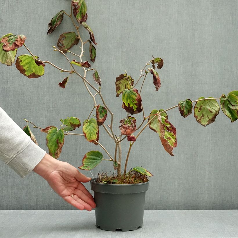 Ejemplar de Corylopsis spicata - Avellano de invierno Maceta 2L/3L entregado en otoño