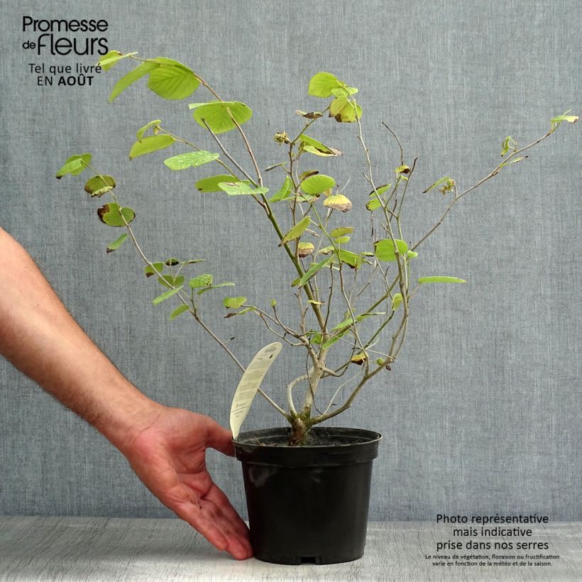 Ejemplar de Corylopsis Spring Purple - Avellano Maceta 2L/3L entregado en verano