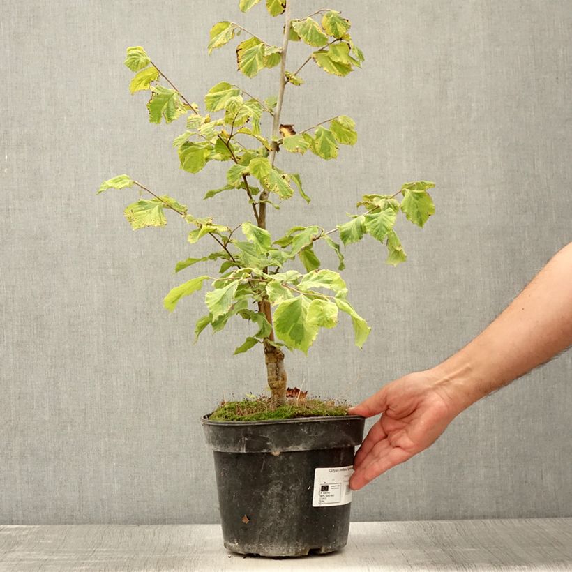 Ejemplar de Corylus avellana Agnieszka - Noisetier panaché Pot de 4L/5L entregado en verano
