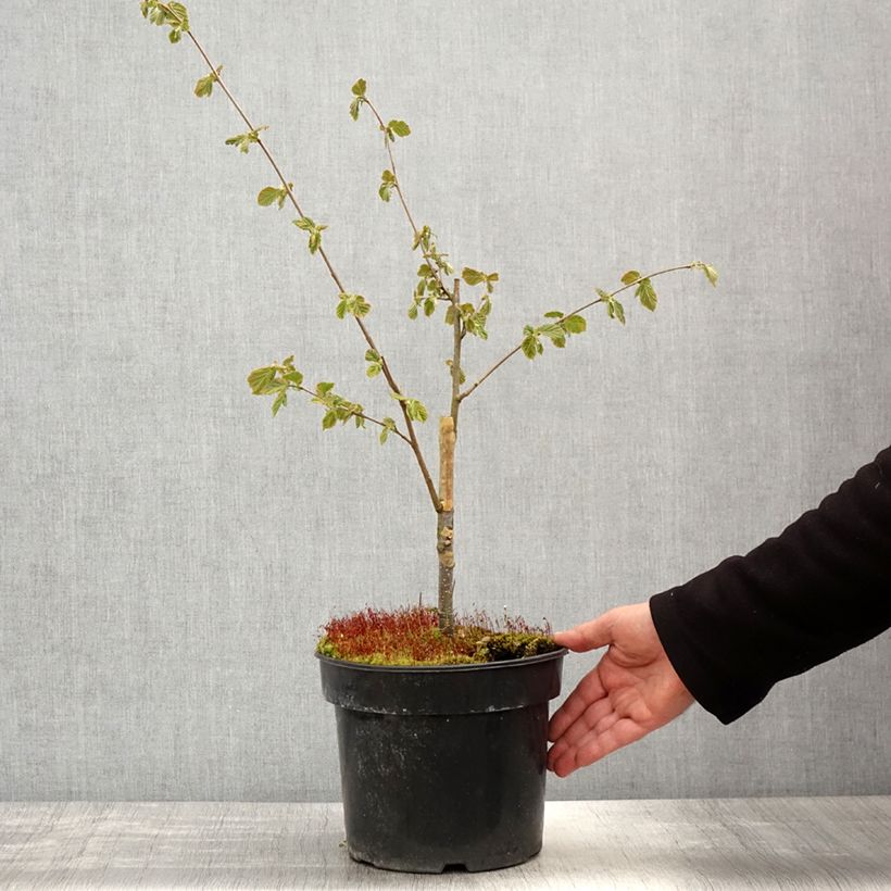 Avellana Agnieszka Maceta 4L/5L Ejemplar entregado en la primavera