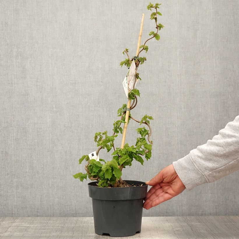 Corylus avellana Medusa - Avellana Maceta 3L/4L Ejemplar entregado en la primavera
