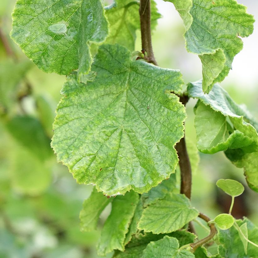 Corylus avellana Medusa - Avellana (Follaje)