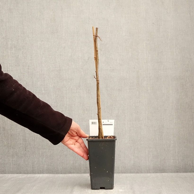 Avellana Rode Zellernoot Maceta 1,5L/2L Ejemplar entregado en invierno