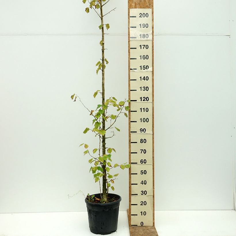 Ejemplar de Avellano turco - Corylus colurna Maceta 12L/15L entregado en verano