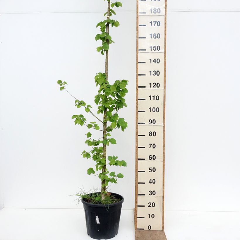 Avellano turco - Corylus colurna Maceta 12L/15L Ejemplar entregado en la primavera