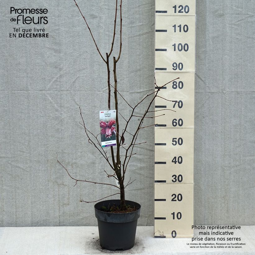 Avellano de Lambert Juningia - Corylus maxima Maceta 4L/5L Ejemplar entregado en invierno