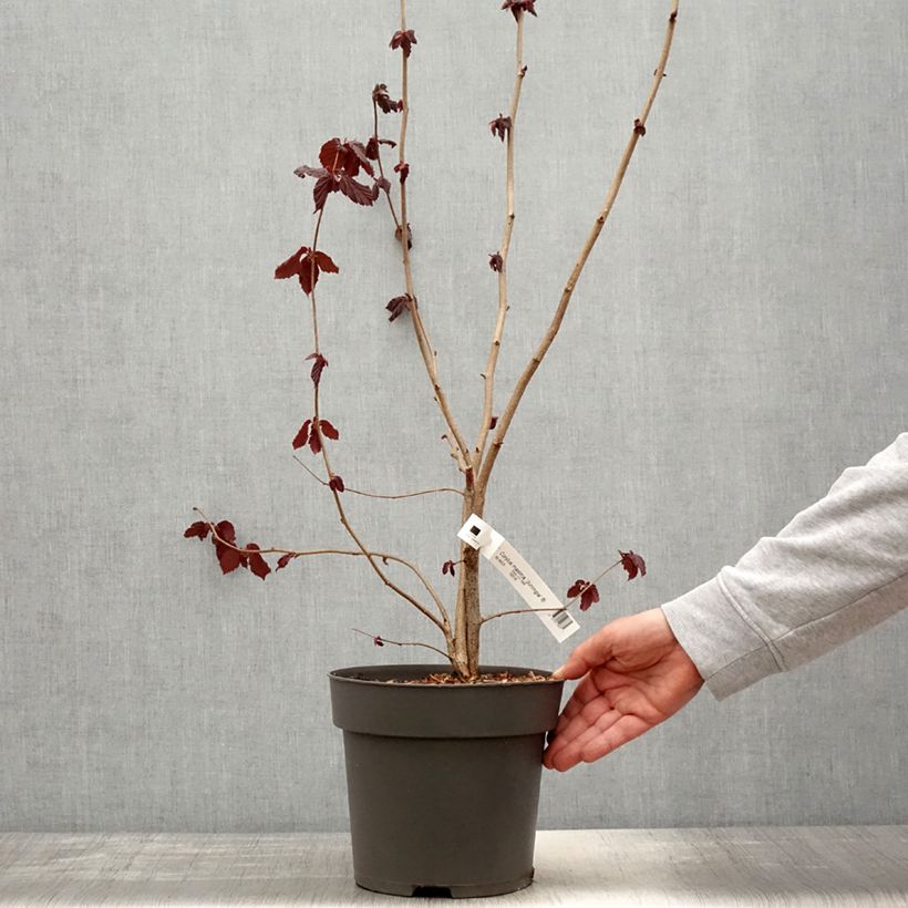 Avellano de Lambert Juningia - Corylus maxima Maceta 4L/5L Ejemplar entregado en la primavera