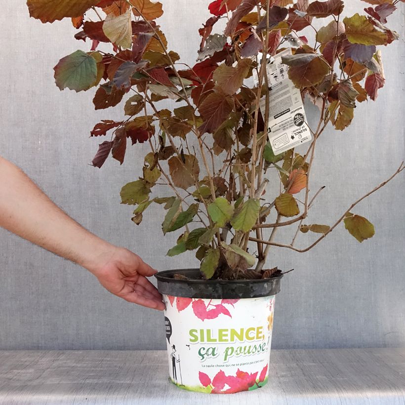 Ejemplar de Corylus maxima Purpurea - Avellana Maceta 7,5L/10L entregado en verano