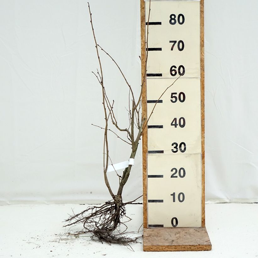 Corylus maxima Purpurea - Avellana Raíces desnudas Ejemplar entregado en invierno