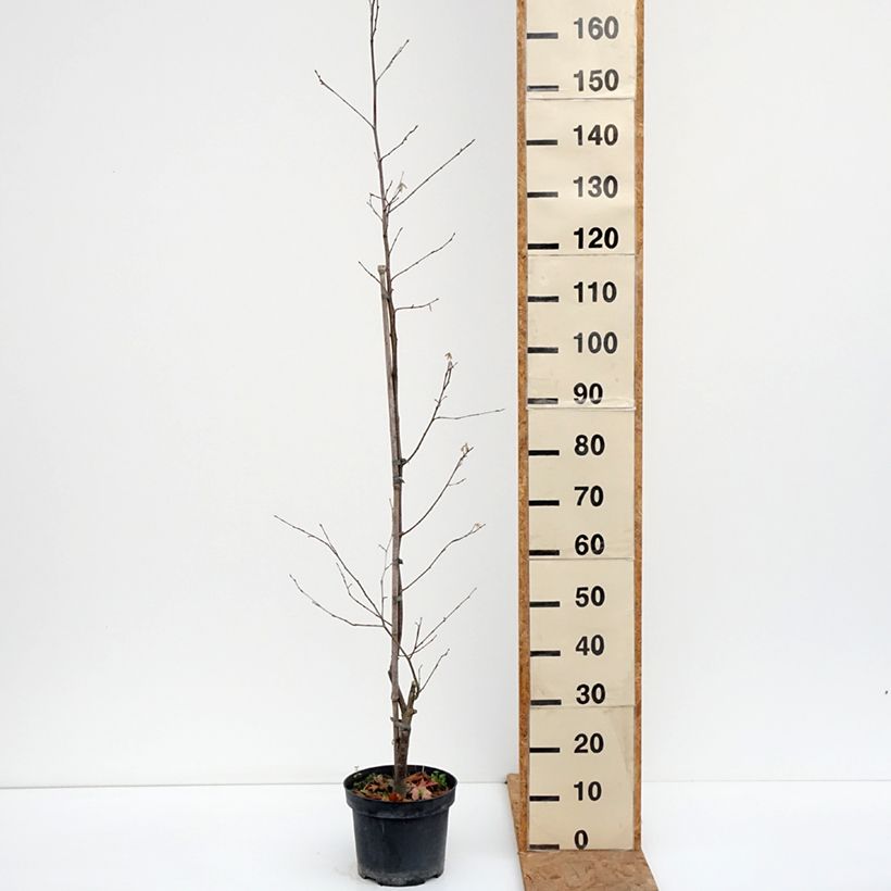 Ejemplar de Avellano de Japon - Corylus sieboldiana Maceta 4L/5L entregado en otoño