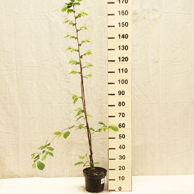 Hortensia macrophylla Chocolate Ever Belles - Hydrangea Maceta 1,5L/2L Ejemplar entregado en la primavera