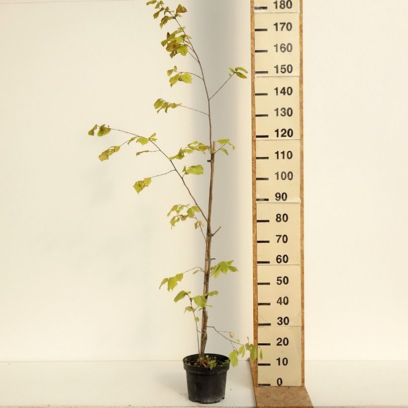 Ejemplar de Avellano de Japon - Corylus sieboldiana Maceta 4L/5L entregado en verano