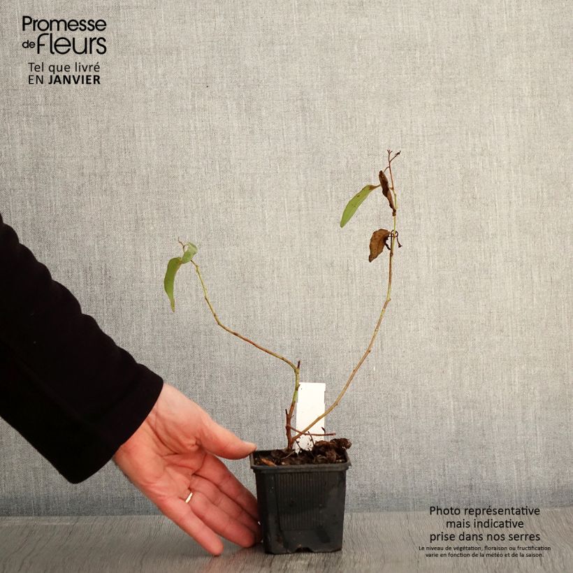 Corymbia citriodora - Eucalipto limón Maceta de 8/9 cm Ejemplar entregado en invierno