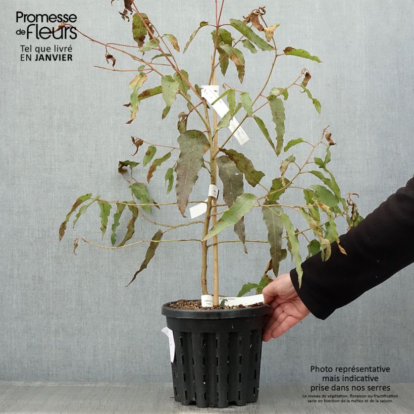 Corymbia citriodora - Eucalipto limón Maceta 3L/4L Ejemplar entregado en invierno