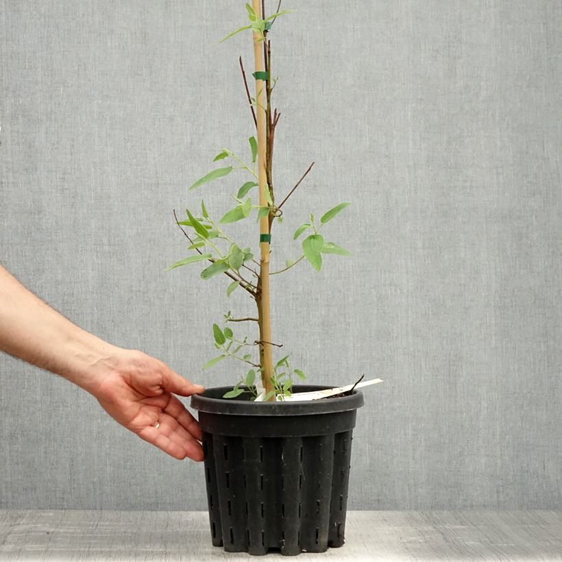 Corymbia citriodora - Eucalipto limón Maceta 3L/4L Ejemplar entregado en la primavera