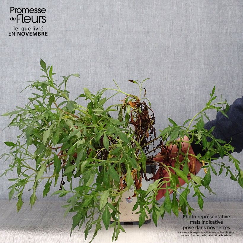 Ejemplar de Cosmos atrosanguineus Chocamocha Maceta 2L/3L entregado en otoño