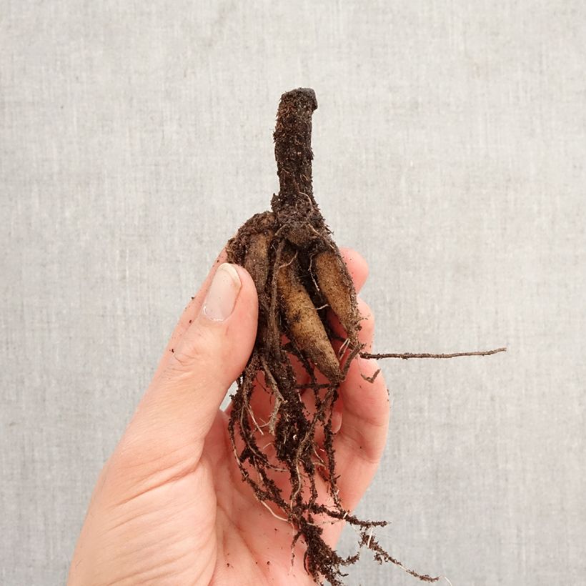 Flor de chocolate - Cosmos atrosanguineus Bulbo calibre I Ejemplar entregado en la primavera