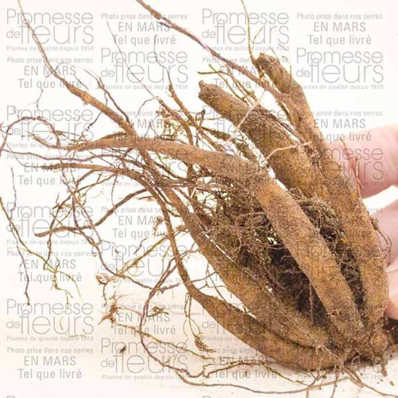 Ejemplo de ejemplar de Flor de chocolate - Cosmos atrosanguineus Bulbo calibre I tal y como se entrega