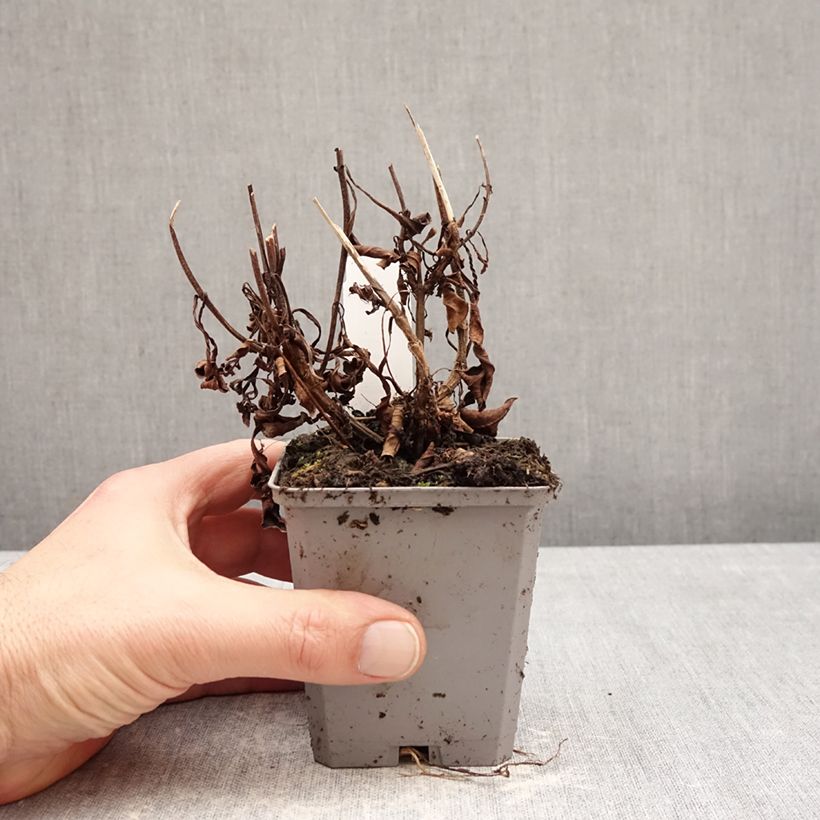 Flor de chocolate - Cosmos atrosanguineus Maceta de 8/9 cm calibre I Ejemplar entregado en invierno