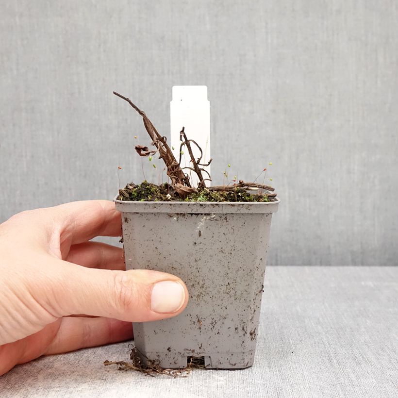 Flor de chocolate - Cosmos atrosanguineus Maceta de 8/9 cm calibre I Ejemplar entregado en la primavera