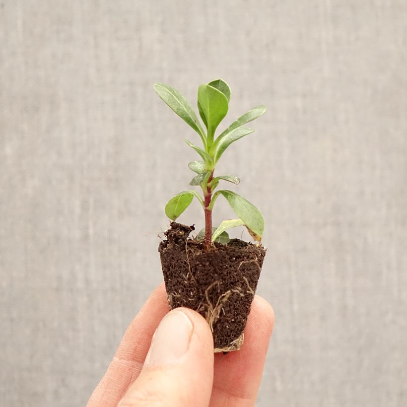 Cosmos atrosanguineus Cherry Chocolate minicepellón: Ø 3/4 cm Ejemplar entregado en la primavera