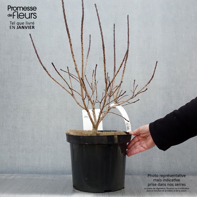 Árbol de las pelucas Golden Spirit - Cotinus coggygria Maceta 7,5L/10L Ejemplar entregado en invierno