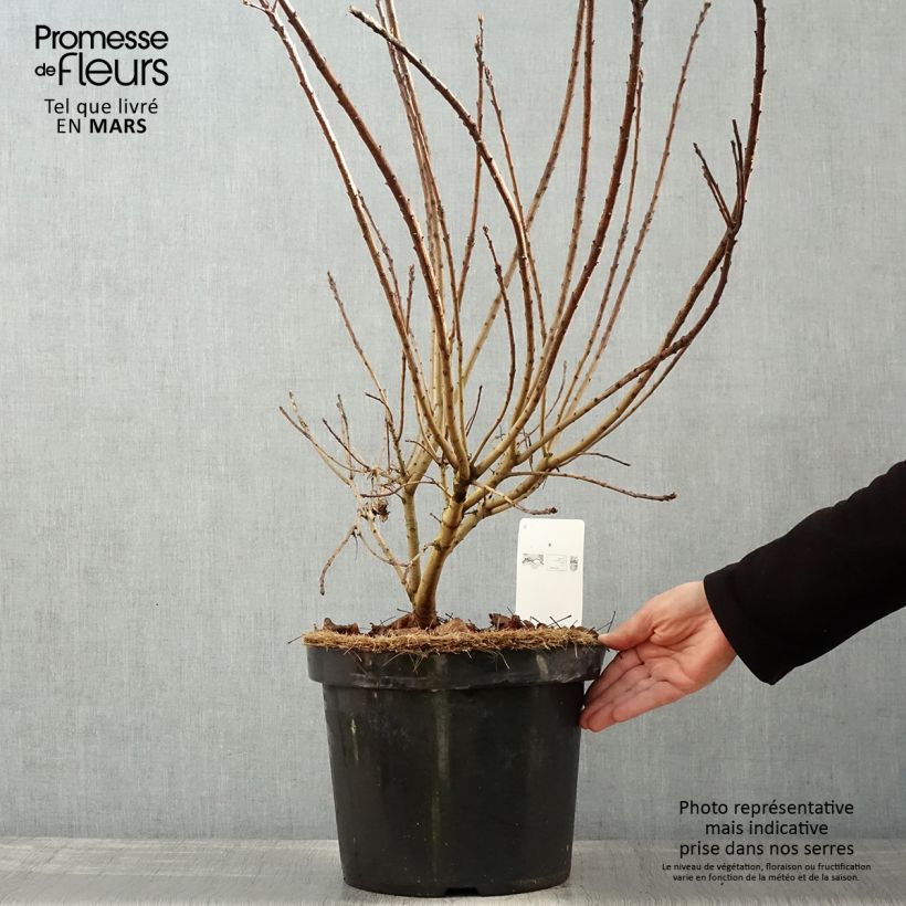 Árbol de las pelucas Golden Spirit - Cotinus coggygria Maceta 7,5L/10L Ejemplar entregado en la primavera