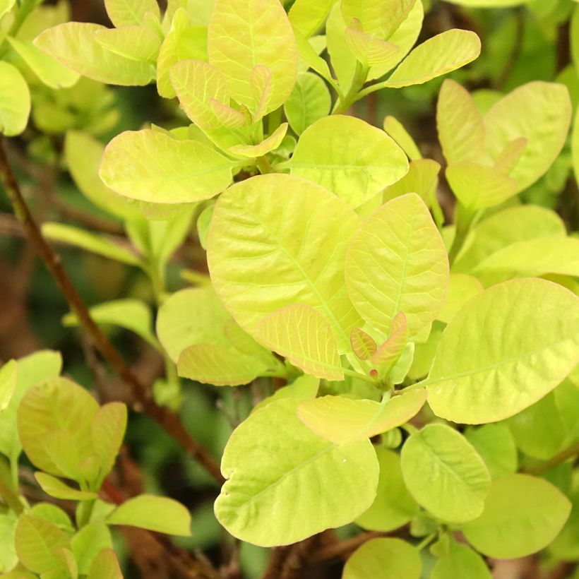 Árbol de las pelucas Lemon Lady - Cotinus coggygria (Follaje)
