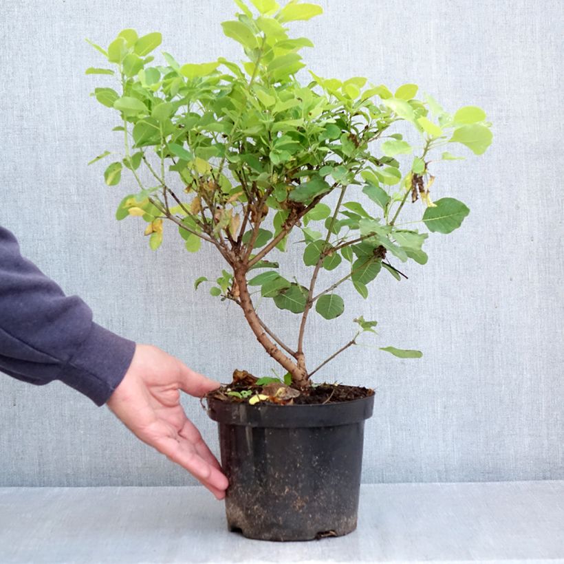 Ejemplar de Árbol de las pelucas Lemon Lady - Cotinus coggygria Maceta 2L/3L entregado en otoño