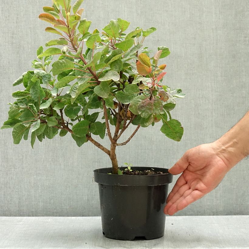 Ejemplar de Cotinus coggygria Lemon Lady - Arbre à perruques Pot de 2L/3L entregado en verano