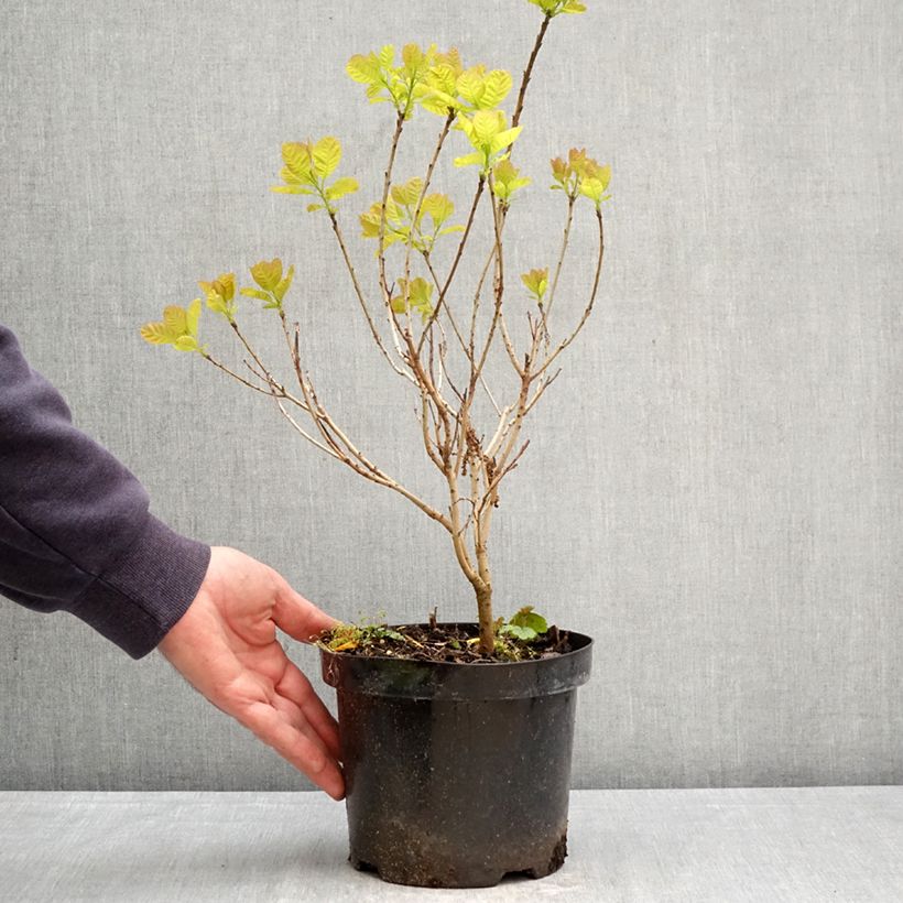 Árbol de las pelucas Lemon Lady - Cotinus coggygria Maceta 2L/3L Ejemplar entregado en la primavera