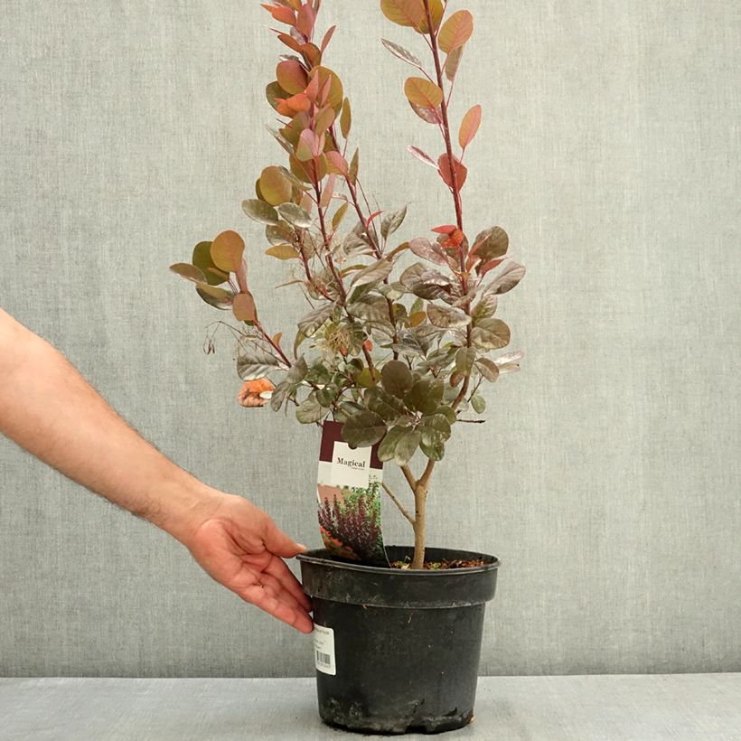 Ejemplar de Cotinus coggygria Magical Purple - Árbol del humo Maceta 4L/5L entregado en verano