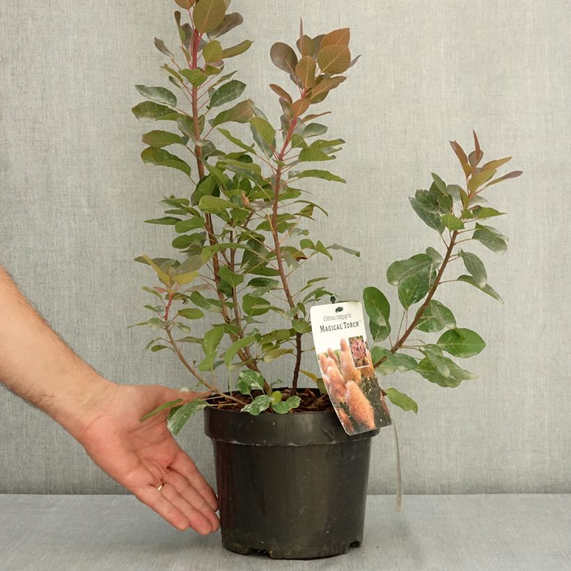 Ejemplar de Cotinus coggygria Magical Torch - Árbol del humo Maceta 3L/4L entregado en verano