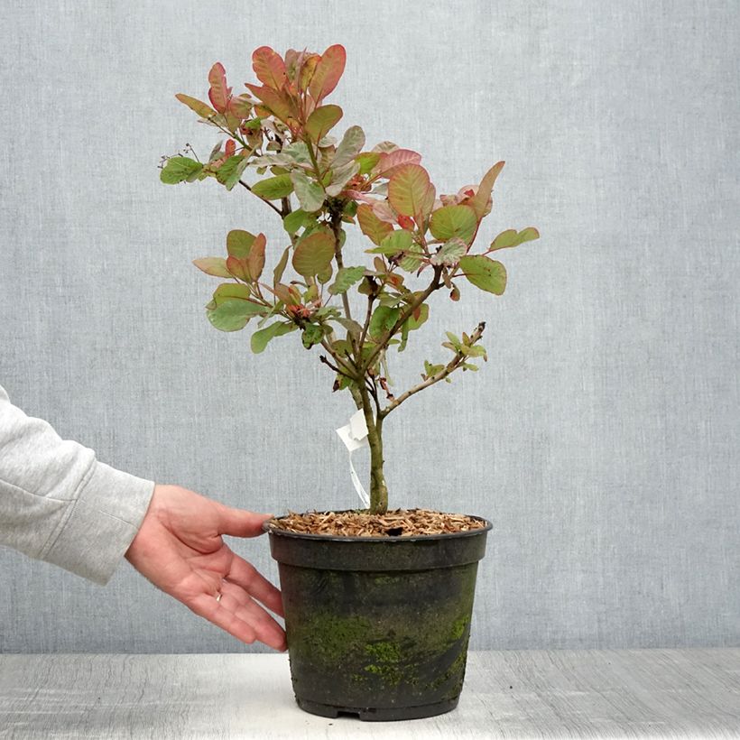 Ejemplar de Árbol de las pelucas Old Fashioned - Cotinus coggygria Maceta 3L/4L entregado en verano