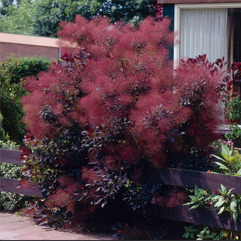 Árbol de las pelucas Royal Purple - Cotinus coggygria (Porte)