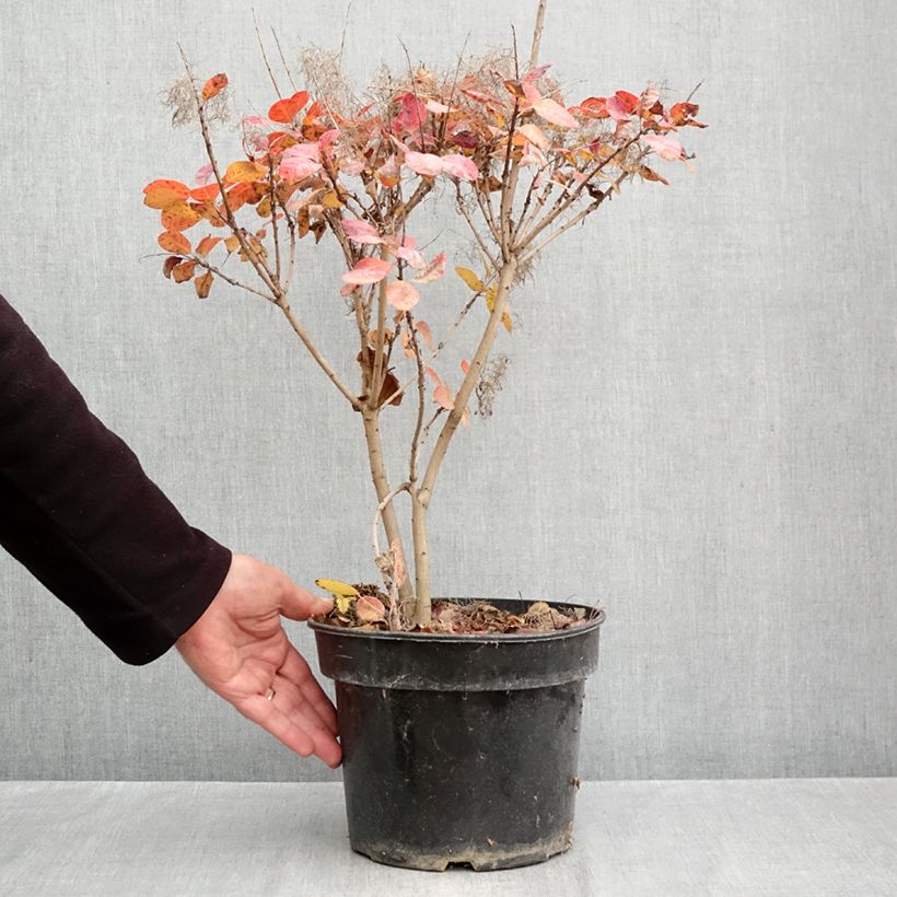 Ejemplar de Árbol de las pelucas Royal Purple - Cotinus coggygria Maceta 4L/5L entregado en otoño