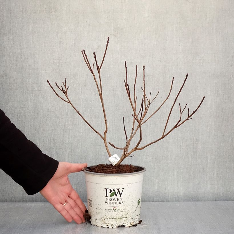 Árbol de las pelucas Winecraft Black - Cotinus coggygria Maceta 3L/4L Ejemplar entregado en invierno