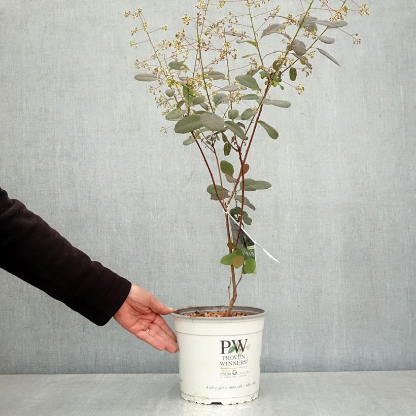 Árbol de las pelucas Winecraft Black - Cotinus coggygria Maceta 3L/4L Ejemplar entregado en la primavera