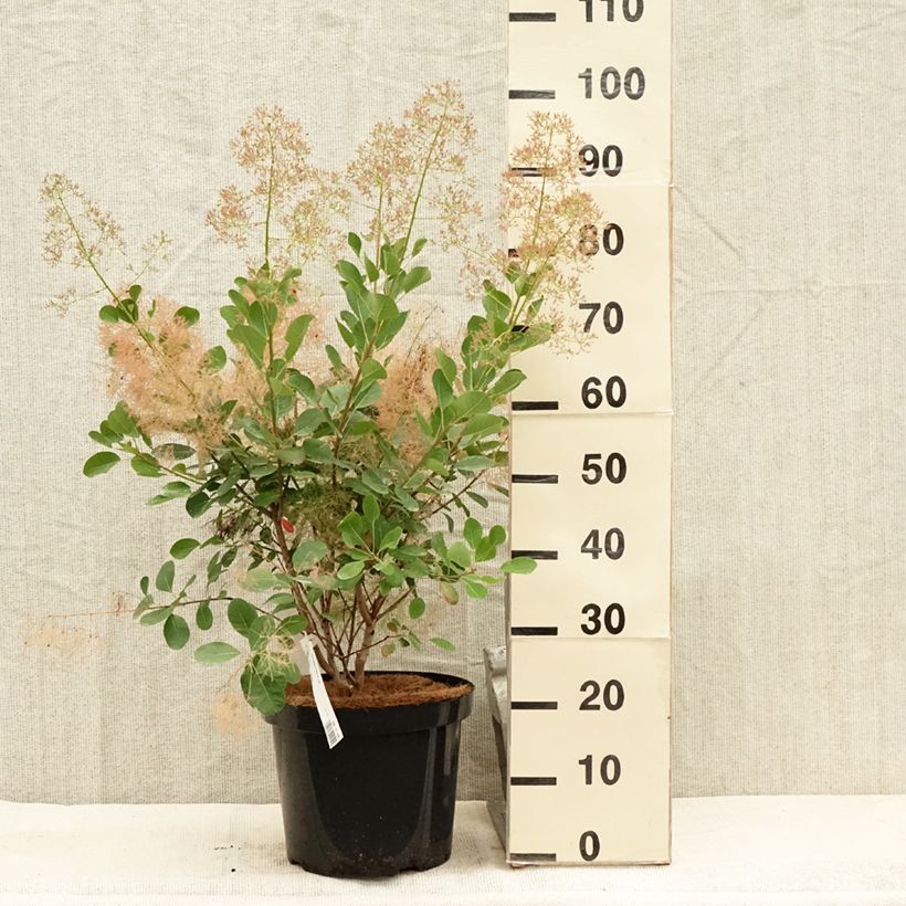 Ejemplar de Árbol de las pelucas Young Lady - Cotinus coggygria Maceta 6L/7L entregado en verano