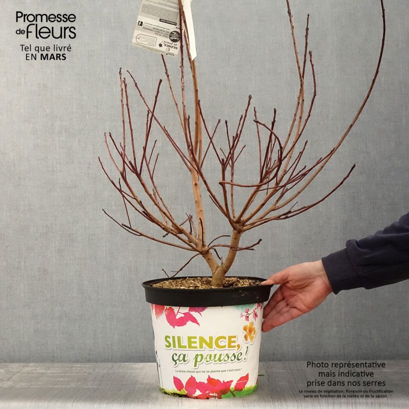 Cotinus Grace - Árbol de las pelucas Maceta 7,5L/10L Ejemplar entregado en la primavera