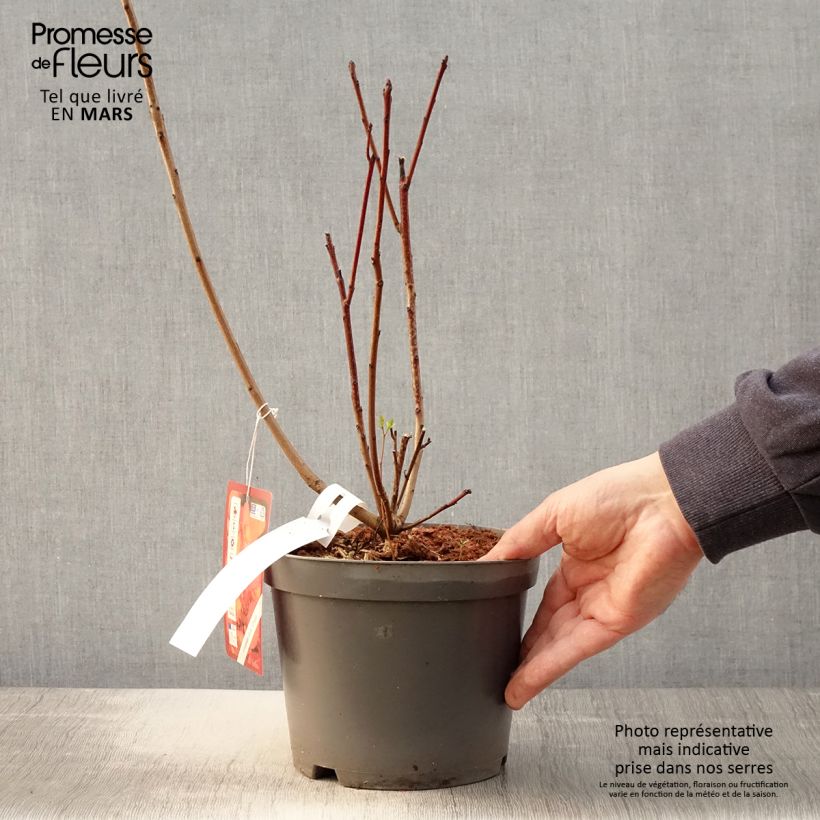 Cotinus Grace - Árbol de las pelucas Maceta 2L/3L Ejemplar entregado en la primavera